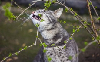 Кот клумба своими руками